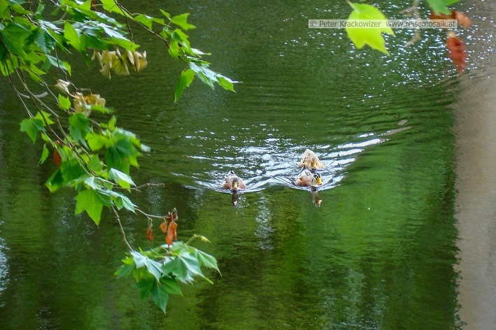 Frankreich, Enten beim Schlosshotel von Vault, Naehe Vezelay