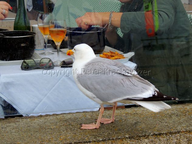Frankreich, Normandie, Schaufensterbummel: Möwe hält nach Eßbarem Ausschau