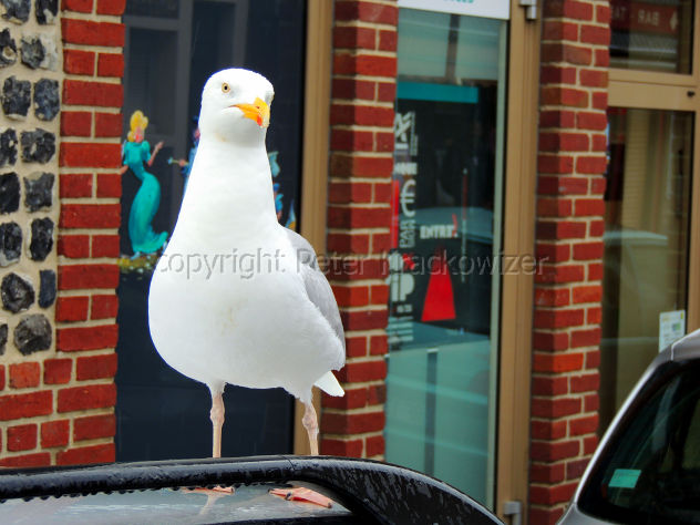 Frankreich, Normandie, hier ist sie die Chefin: Möwe auf Autodach lässt sich aus nächster Nähe fotografieren