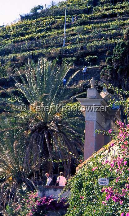 Italien, Liguria, Ligurien, Steilhänge in den Cinque Terre