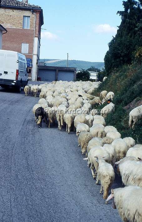 Italien, die Region Marken, Schafe